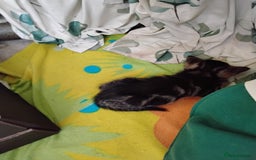 Maine Coon cats for sale: Kittens - Image 8