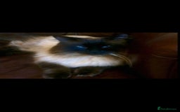 Ragdoll cats for sale: Stunning Bluepoint Pedigree Ragdoll Kittens Ready - Advert 12