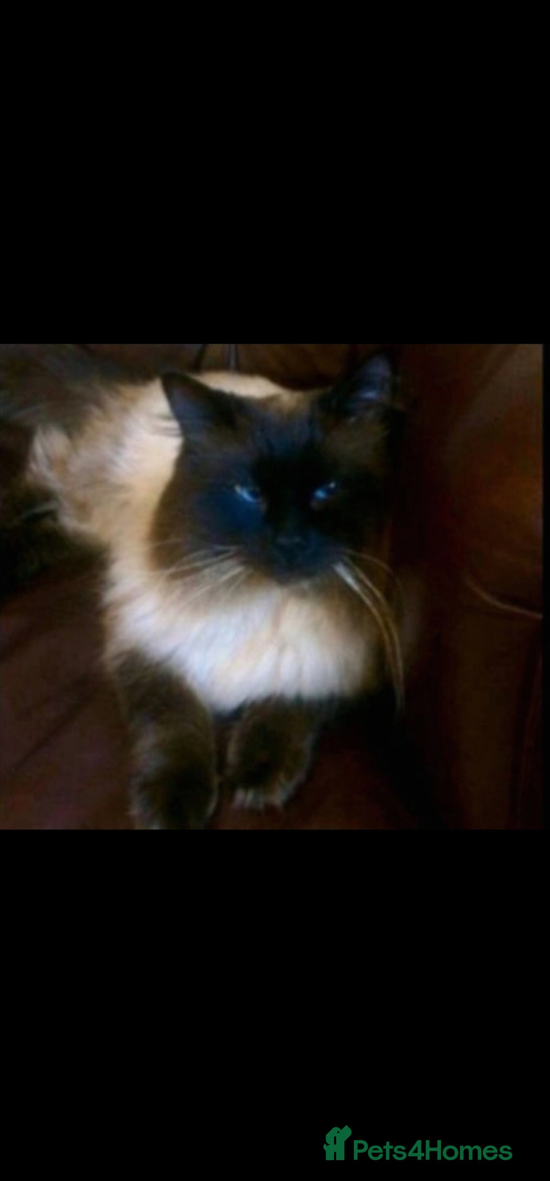 Ragdoll cats for sale: Stunning Bluepoint Pedigree Ragdoll Kittens Ready - Advert 12