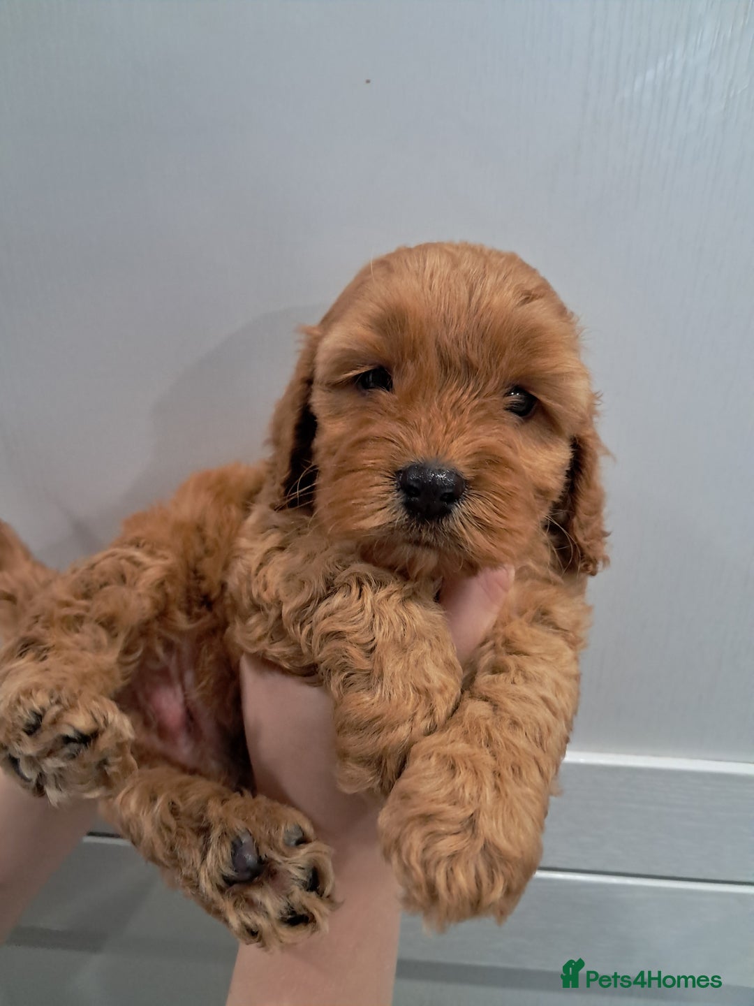 Cockapoo dogs for sale: 5* minature cockapoos - Image 13