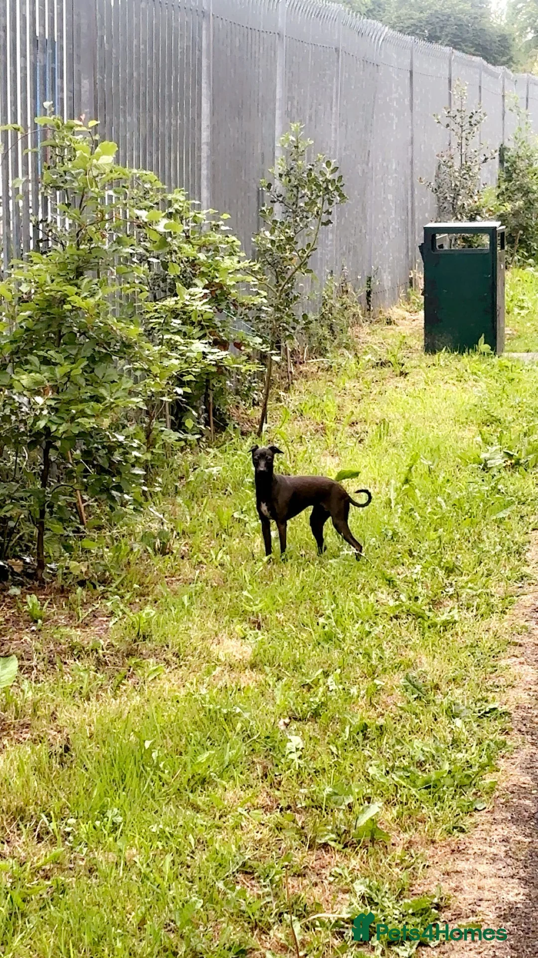 Italian Greyhound dogs for sale: Stunning Italian greyhound  puppy  - Advert 2