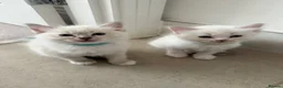 Ragdoll cats for sale: Adorable Ragdoll kittens  - Advert 20