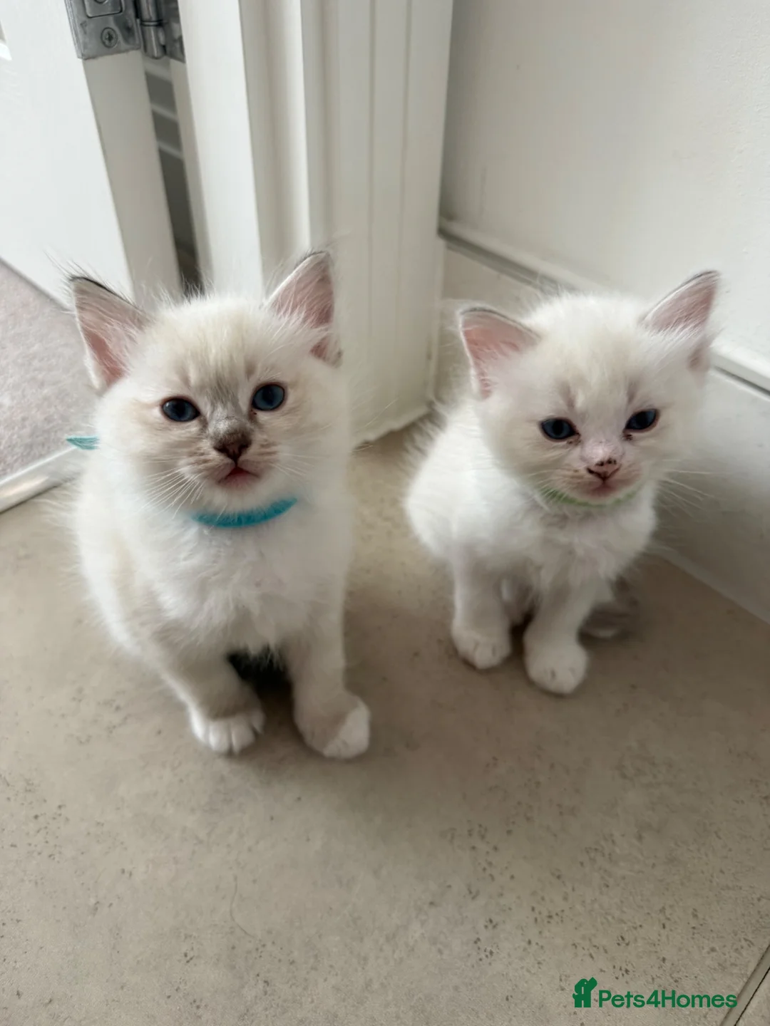 Ragdoll cats for sale: Adorable Ragdoll kittens  - Advert 20