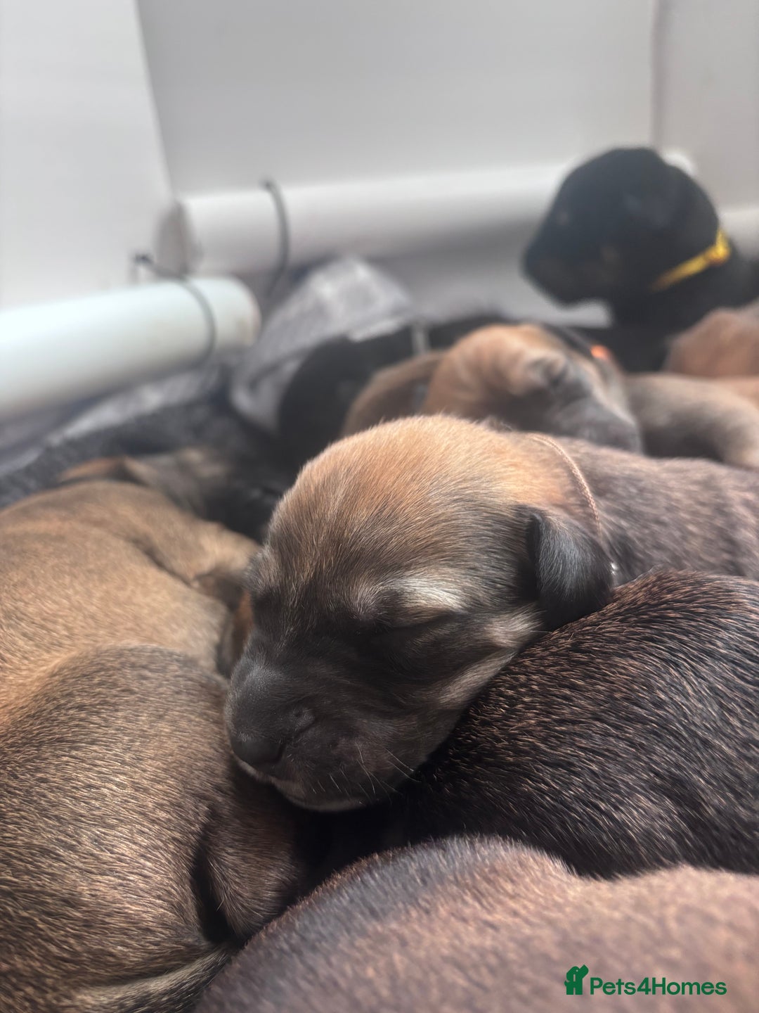 Mixed Breed dogs for sale: Saluki Bull Grey Puppies  - Image 28
