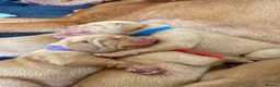 Hungarian Vizsla dogs for sale: KC Registered Hungarian Viszla litter  - Advert 14