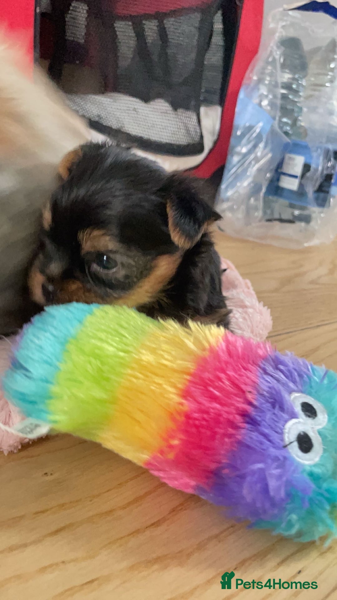 Yorkshire Terrier dogs for sale: Mini toy  Yorkshire Terrier's  - Image 11