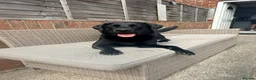 Labrador Retriever dogs for stud: Black Labrador Retriever for Stud. - Advert 3