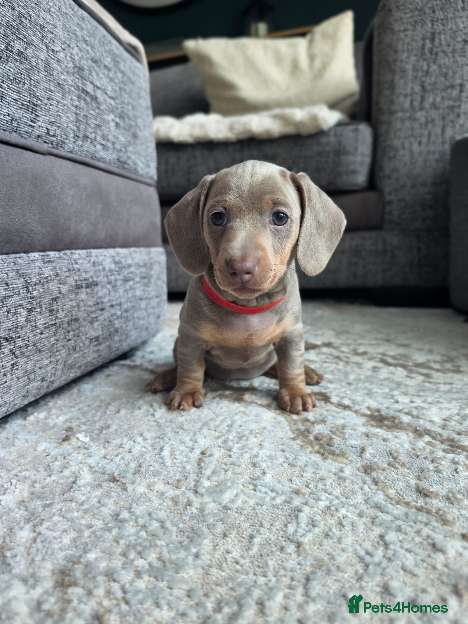Miniature Dachshund dogs 3 Blue/Isabella Tan Dachshund female puppies - Advert 14