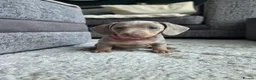 Miniature Dachshund dogs for sale: Blue/IsabellaTanMiniatureDachshund - READY - Advert 1