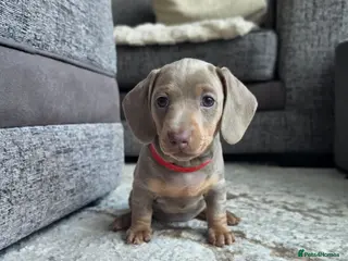 Miniature Dachshund dogs 3 Blue/Isabella Tan Dachshund female puppies - Advert 14