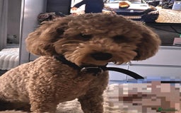 Cockapoo dogs for sale: Teddy Bear Cockapoo Boy- 10 Months Old - Image 4