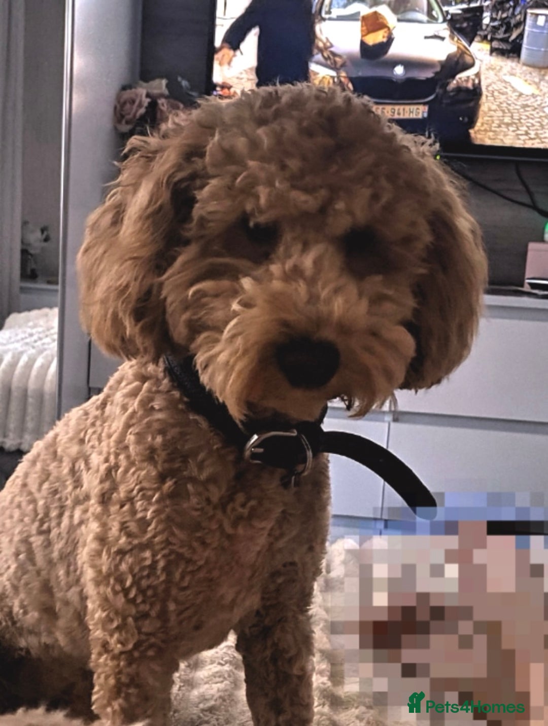Cockapoo dogs for sale: Teddy Bear Cockapoo Boy- 10 Months Old - Image 4