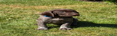 German Shorthaired Pointer 1