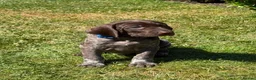 German Shorthaired Pointer dogs for sale: German Short Haired Pointer Puppies KC reg  - Advert 28