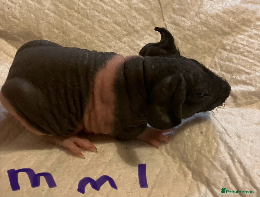 Guinea Pig rodents for sale: Well handled skinny pigs.  - Advert 13
