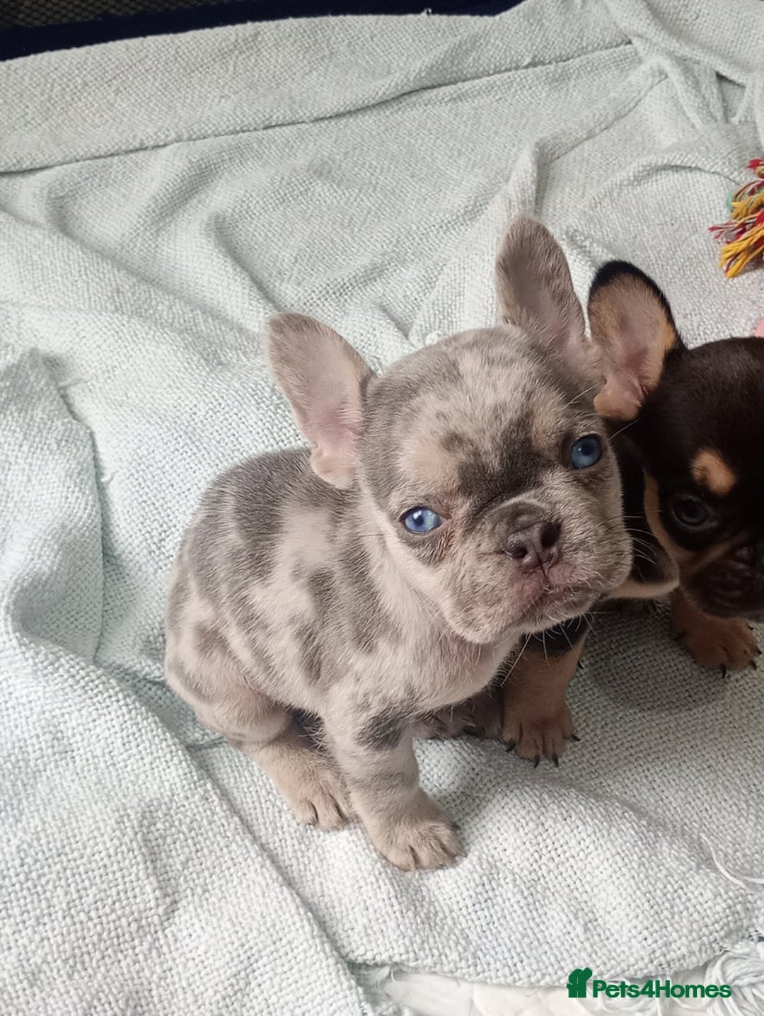 French Bulldog dogs for sale: REDUCED !!!! FRENCH BULLDOG PUPS / READY NOW!!! - Image 3