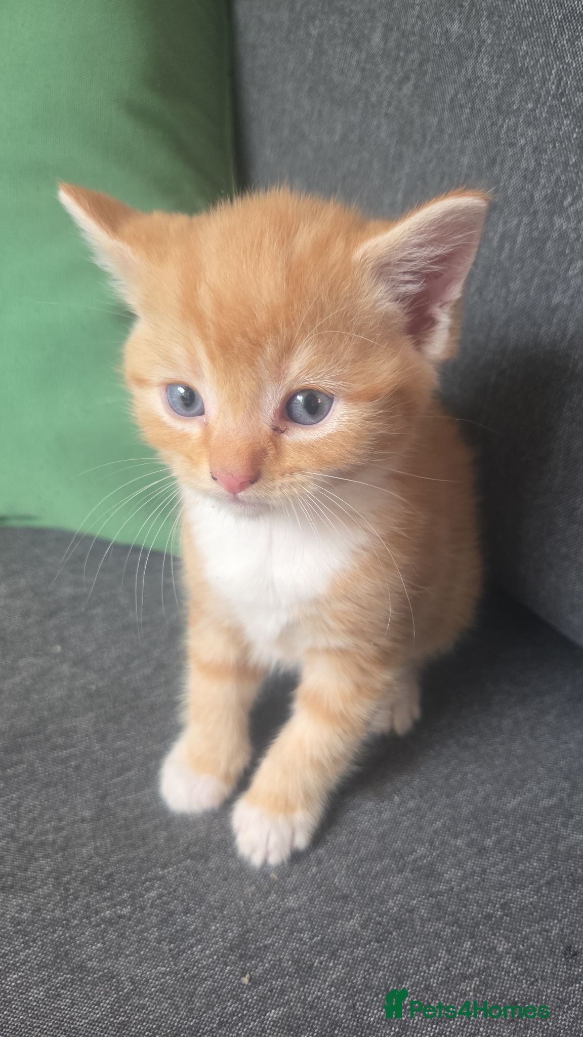 Mixed Breed cats Ginger boy - Advert 2