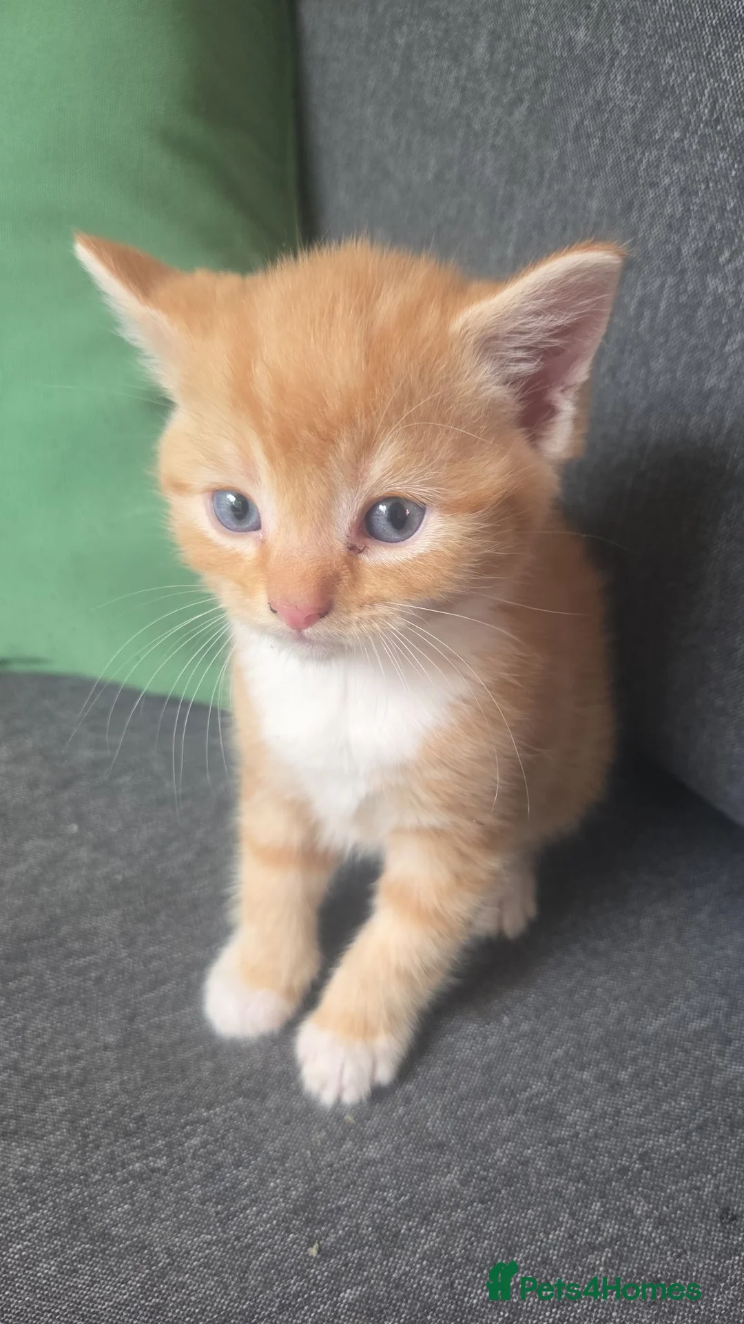 Mixed Breed cats for sale: Ginger boy - Advert 1