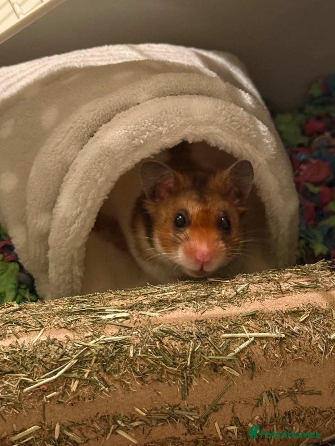 Hamster rodents for sale: Syrian hamster  - Advert 2