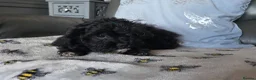 Shihpoo dogs for sale: READY NOW Due to being let down last girl  - Advert 5