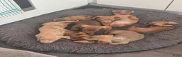Dachshund dogs for sale: Dachshund puppies  - Advert 16