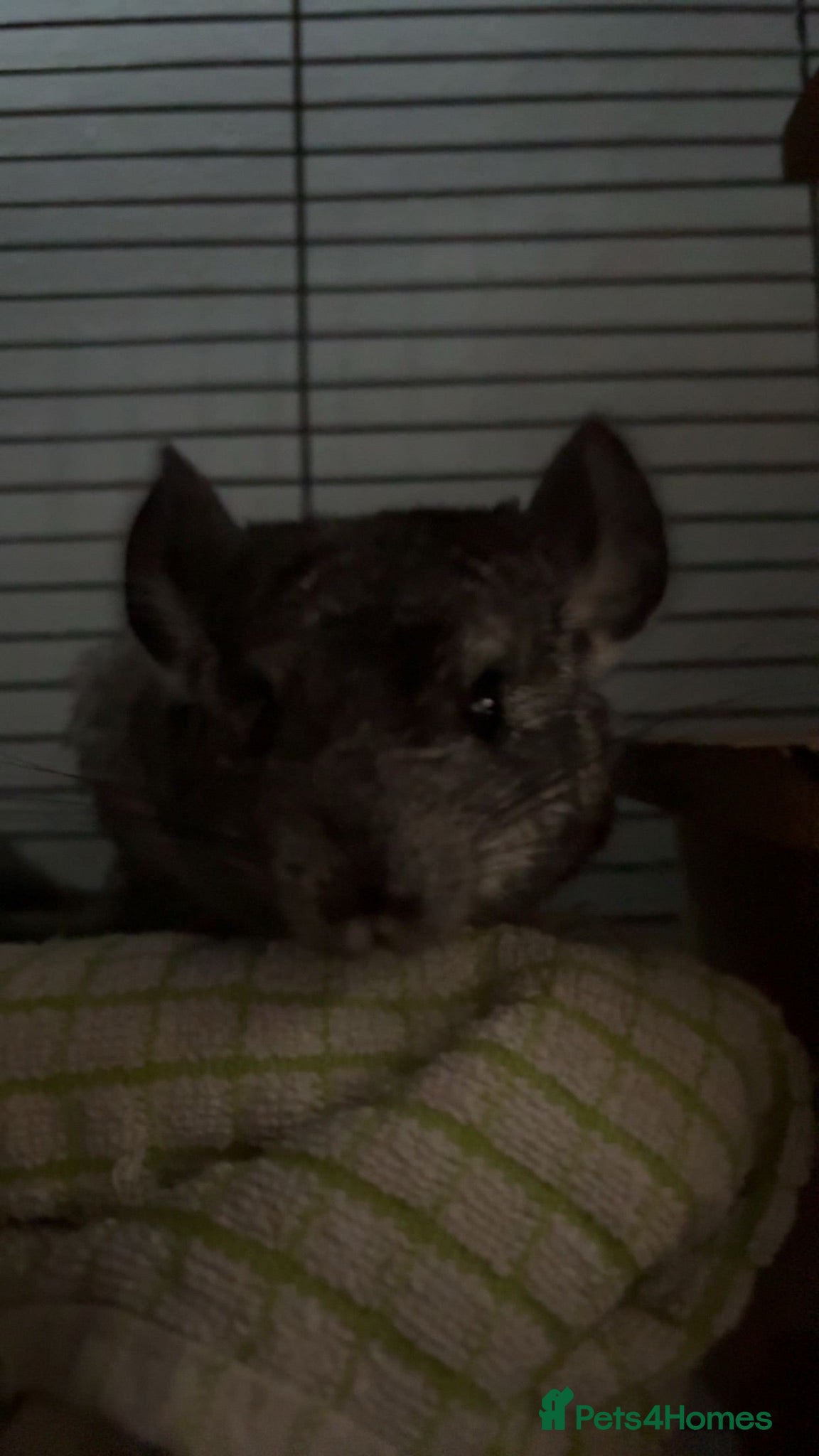 Chinchilla rodents baby female chinchilla  - Advert 3