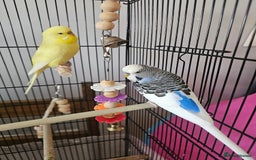 Budgerigars birds for sale: Budgie - Image 2