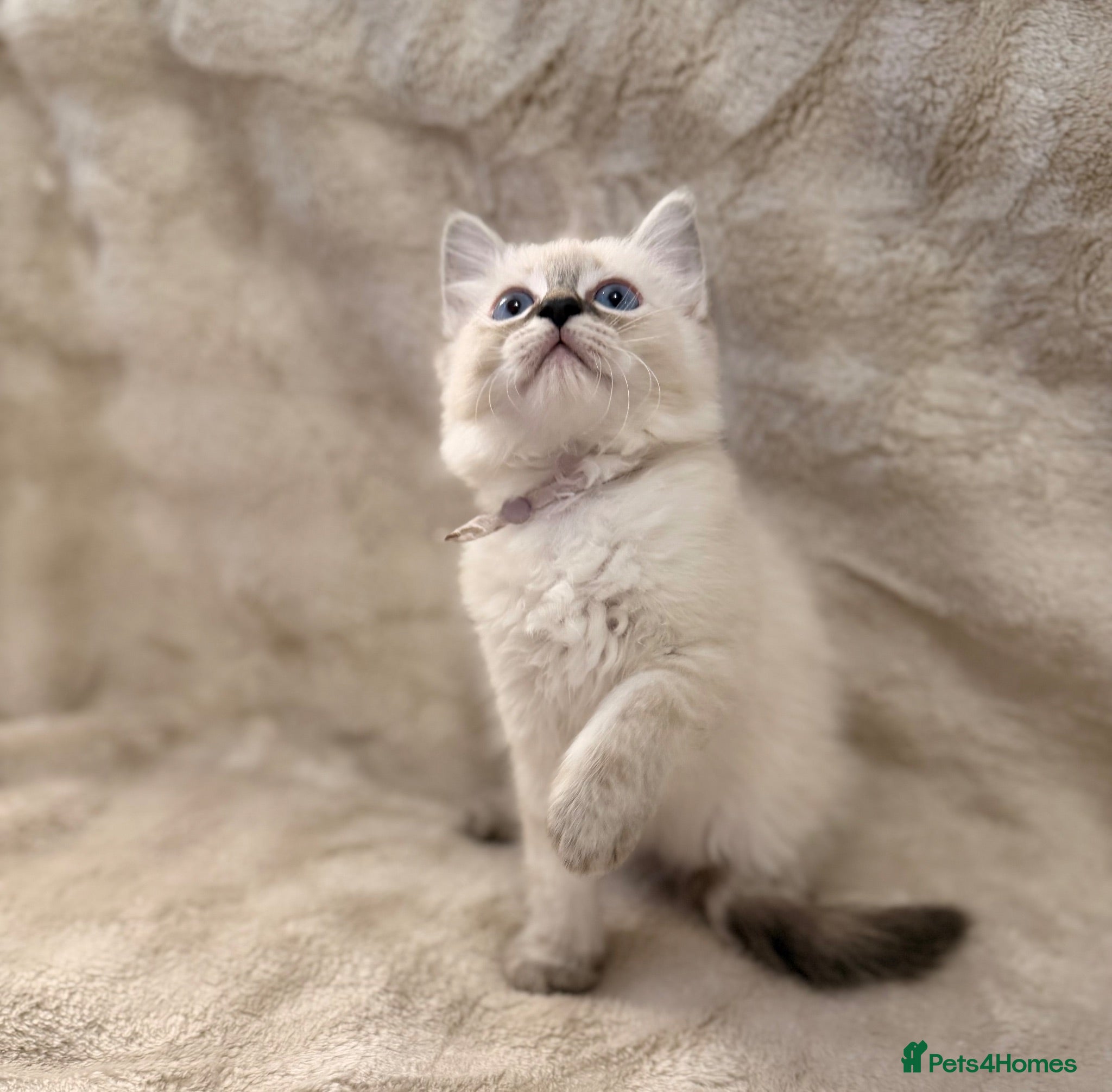 Ragdoll cats ✨ Beautiful Ragdoll Girl Kittens 🩷 - Advert 3