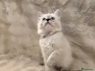 Ragdoll cats ✨ Beautiful Ragdoll Girl Kittens 🩷 - Advert 3
