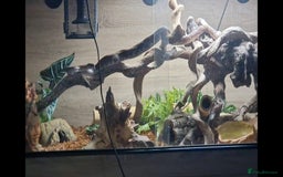 Boa Snake reptiles for sale: Phantom morph boa constrictor  - Image 5