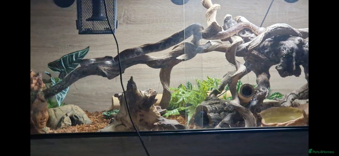 Boa Snake reptiles for sale: Phantom morph boa constrictor  - Image 5