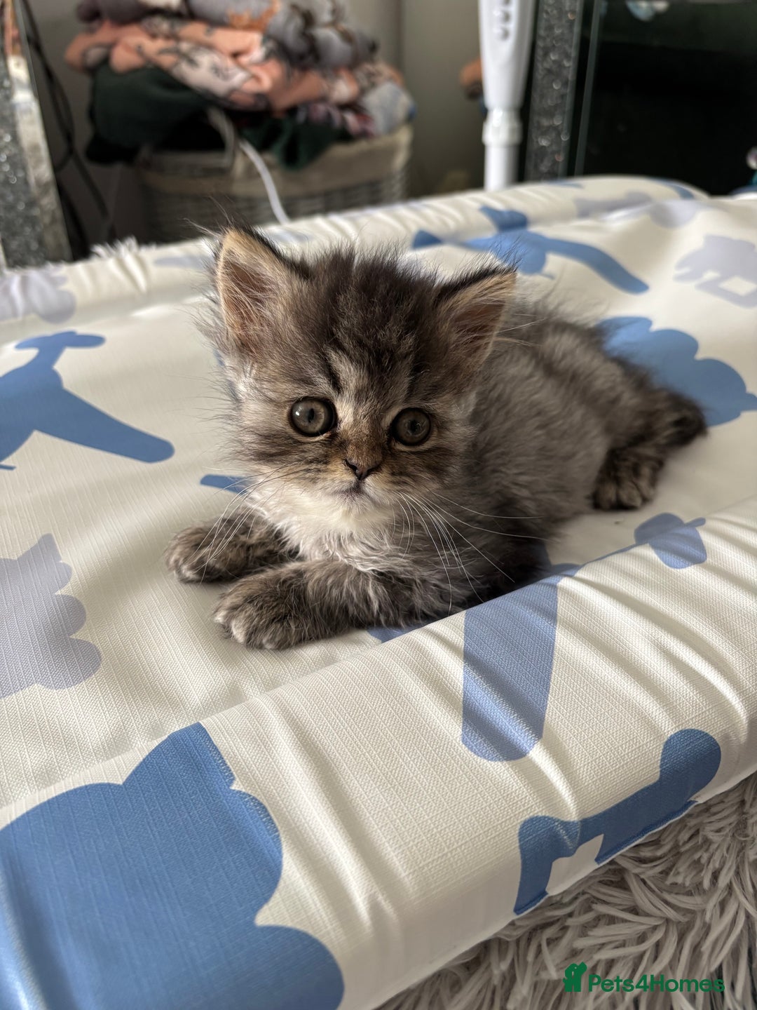 Persian cats for sale: Silver black tabby Persian mix kittens  - Image 11