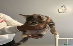 Ragdoll cats for sale: Ragdoll x bengal //// bengal x tabby - Image 3