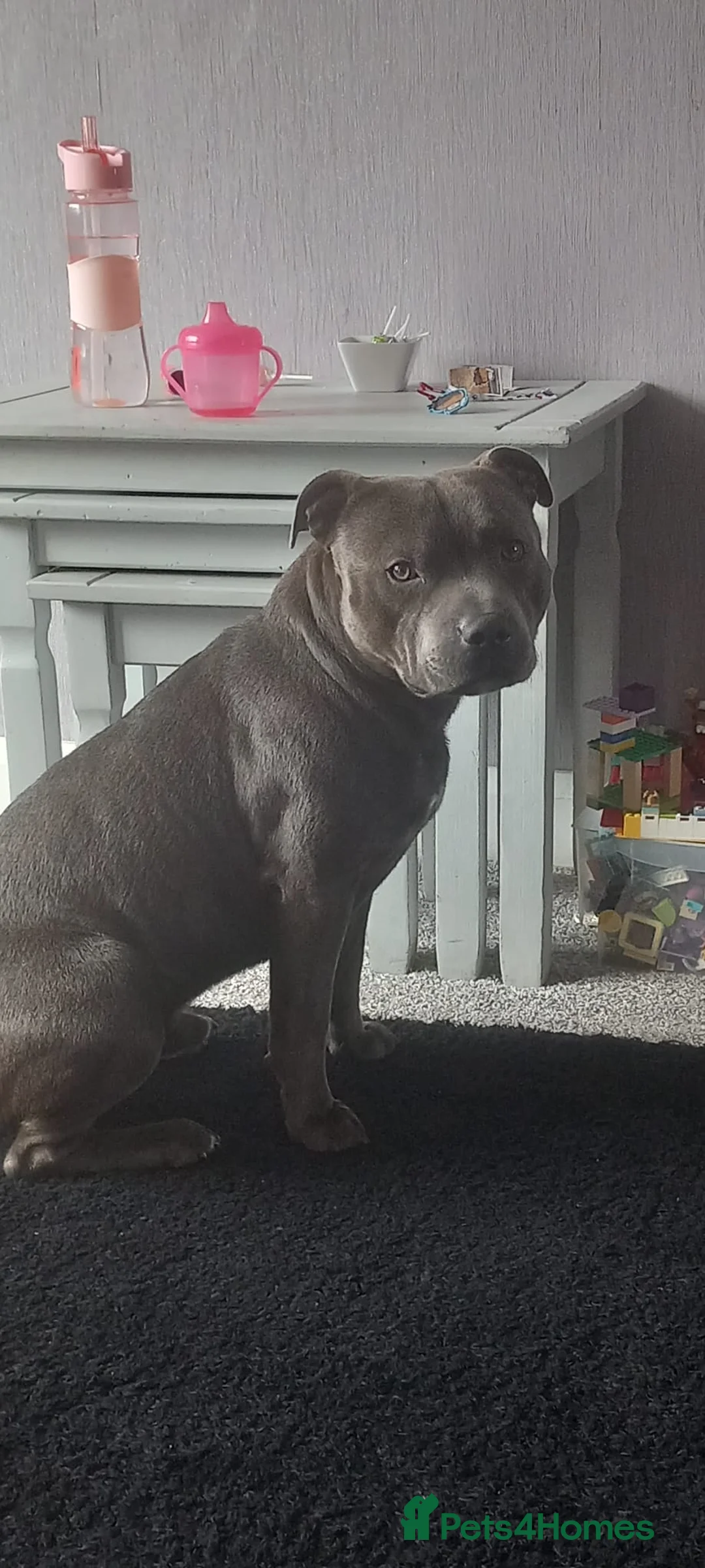 Staffordshire Bull Terrier dogs for stud: 👑Champion Blue Bloodline👑 - Axel - Advert 5