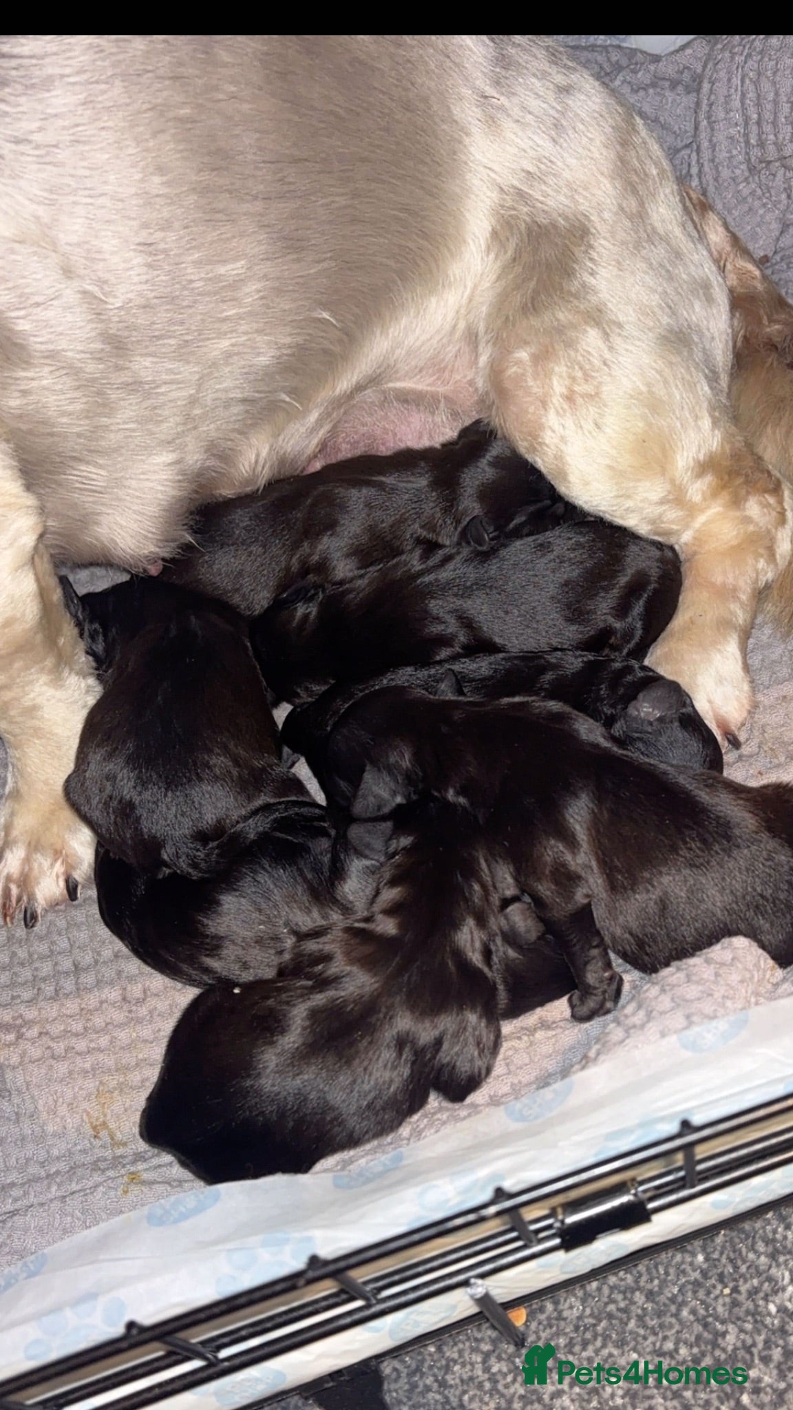Lhasapoo dogs Beautiful Lhasapoo Puppies - Advert 2