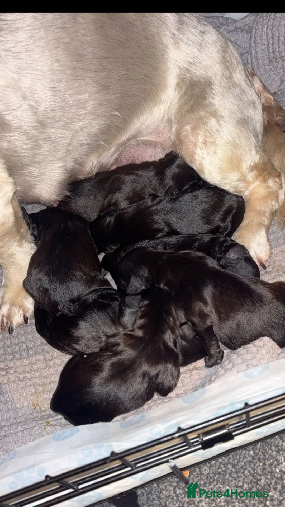 Lhasapoo dogs for sale: Beautiful Lhasapoo Puppies in Bolton - Advert 2