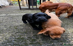 Cocker Spaniel dogs for sale: BLACK WORKING COCKER SPANIELS - Bitch and Dog - Image 6