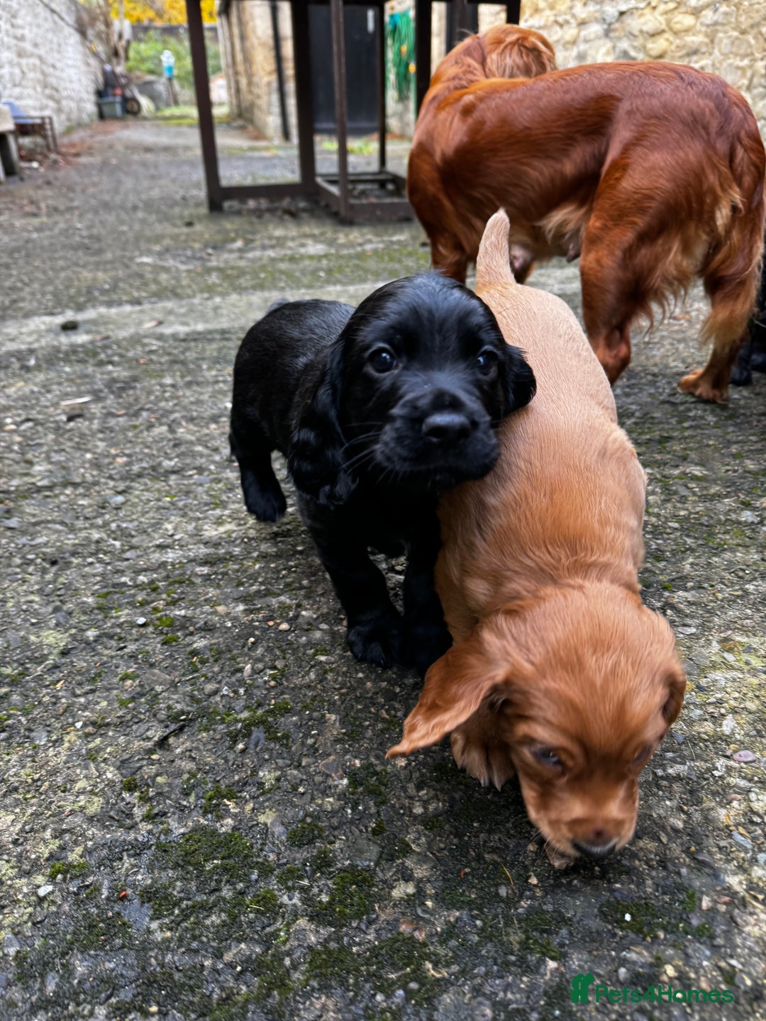 Cocker Spaniel dogs for sale: BLACK WORKING COCKER SPANIELS - Bitch and Dog - Image 6