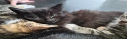 Mixed Breed cats for sale: Kitten  in Oldbury - Advert 4
