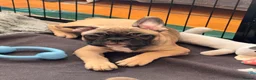 French Bulldog dogs for sale: KC French Bulldog Boys – Fully Vaccinated - Advert 16