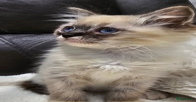 Ragdoll cats - Advert 7