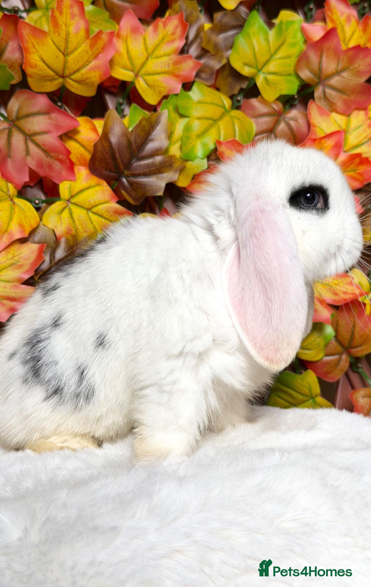 Mini Lop rabbits Minilop babies ready now!!! - Advert 1