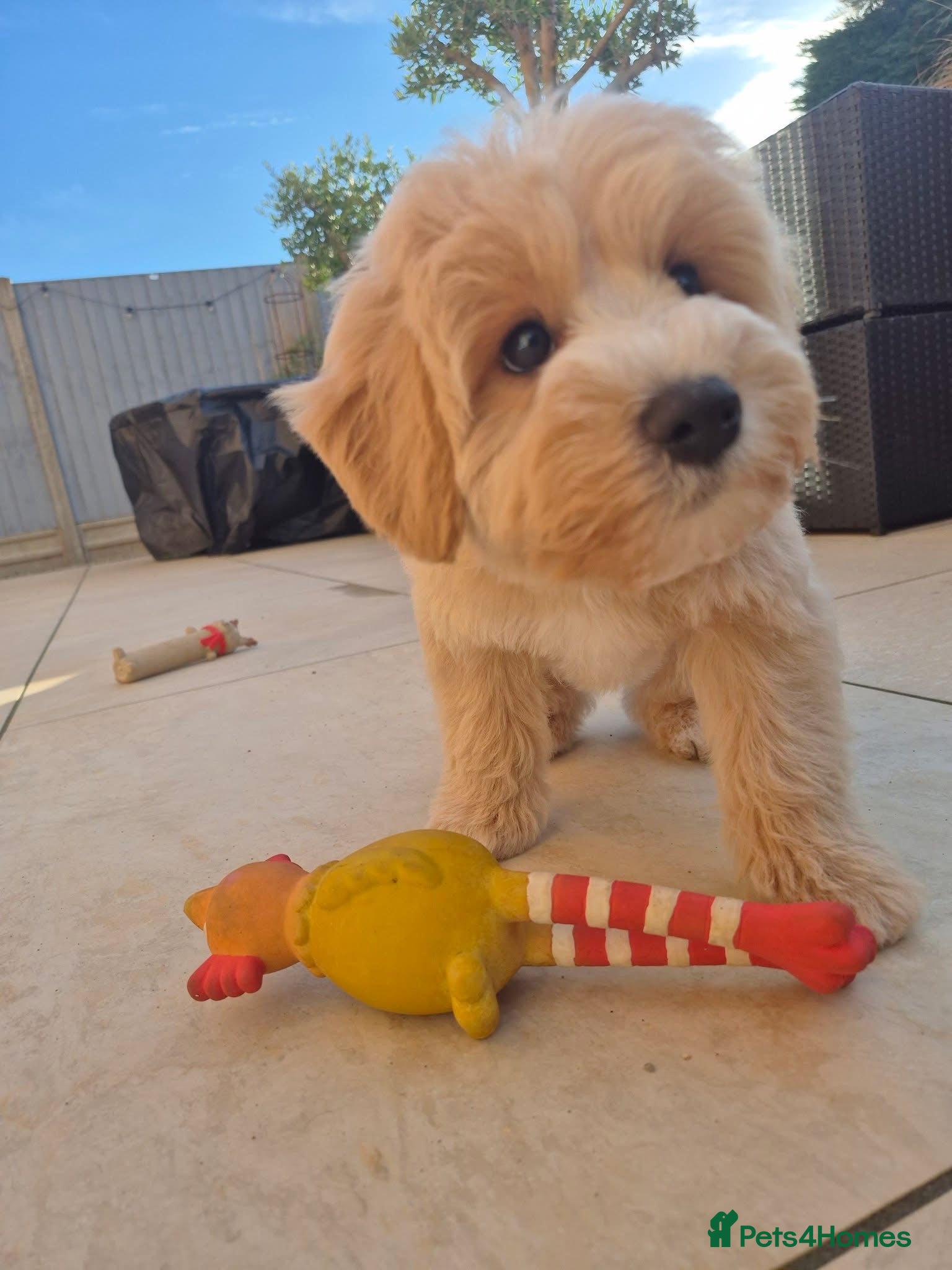Schnoodle dogs Mini Schnoodle - Advert 18