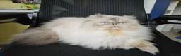 Persian cats for sale: Stunning Active Lilac Point Persian Boy  - Advert 4