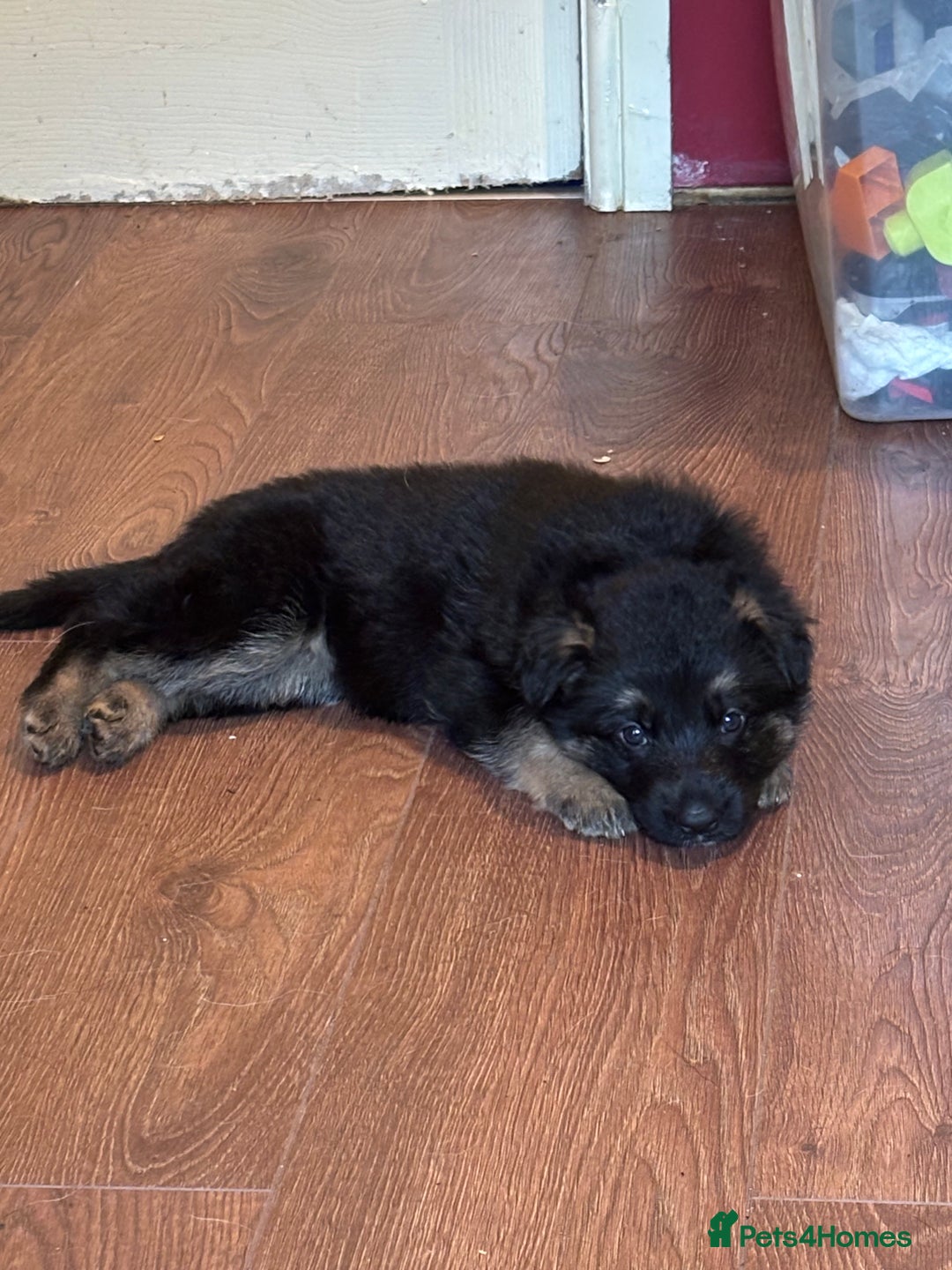 German Shepherd dogs for sale: German Shepherd puppies - Advert 26