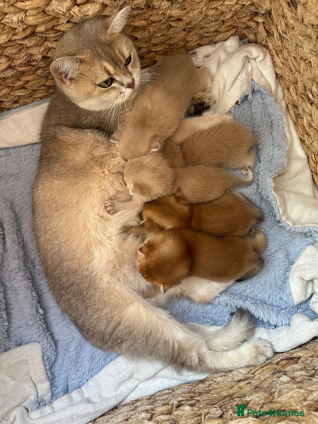 British Shorthair cats for sale: ‼️READY NOW‼️ 2 kittens left  - Advert 14
