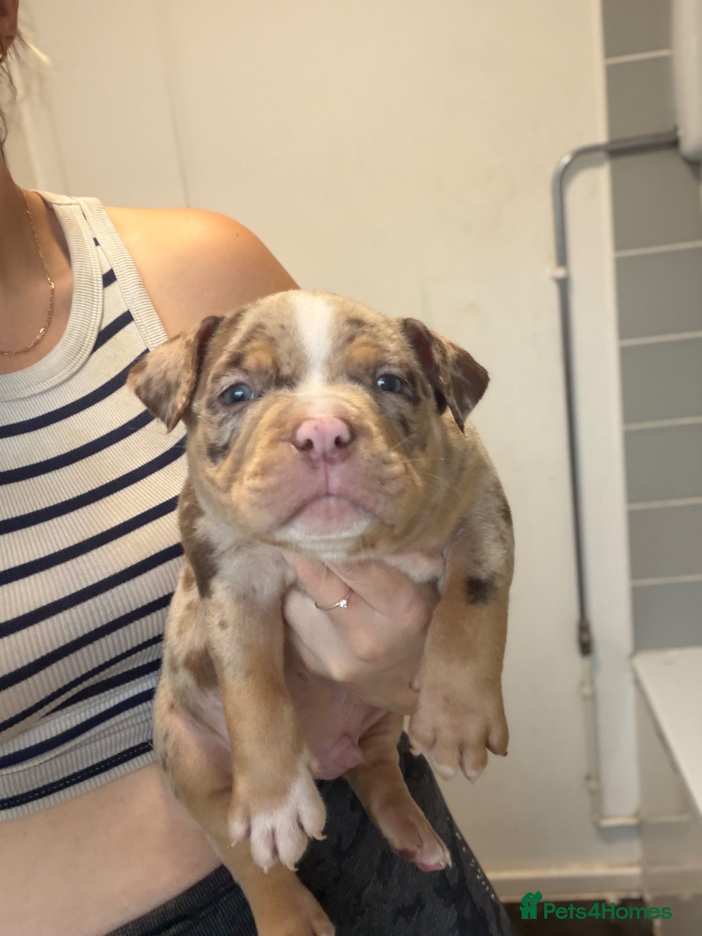 American Bully dogs 9 beautiful pocket bullies, ABKC registered  - Advert 7