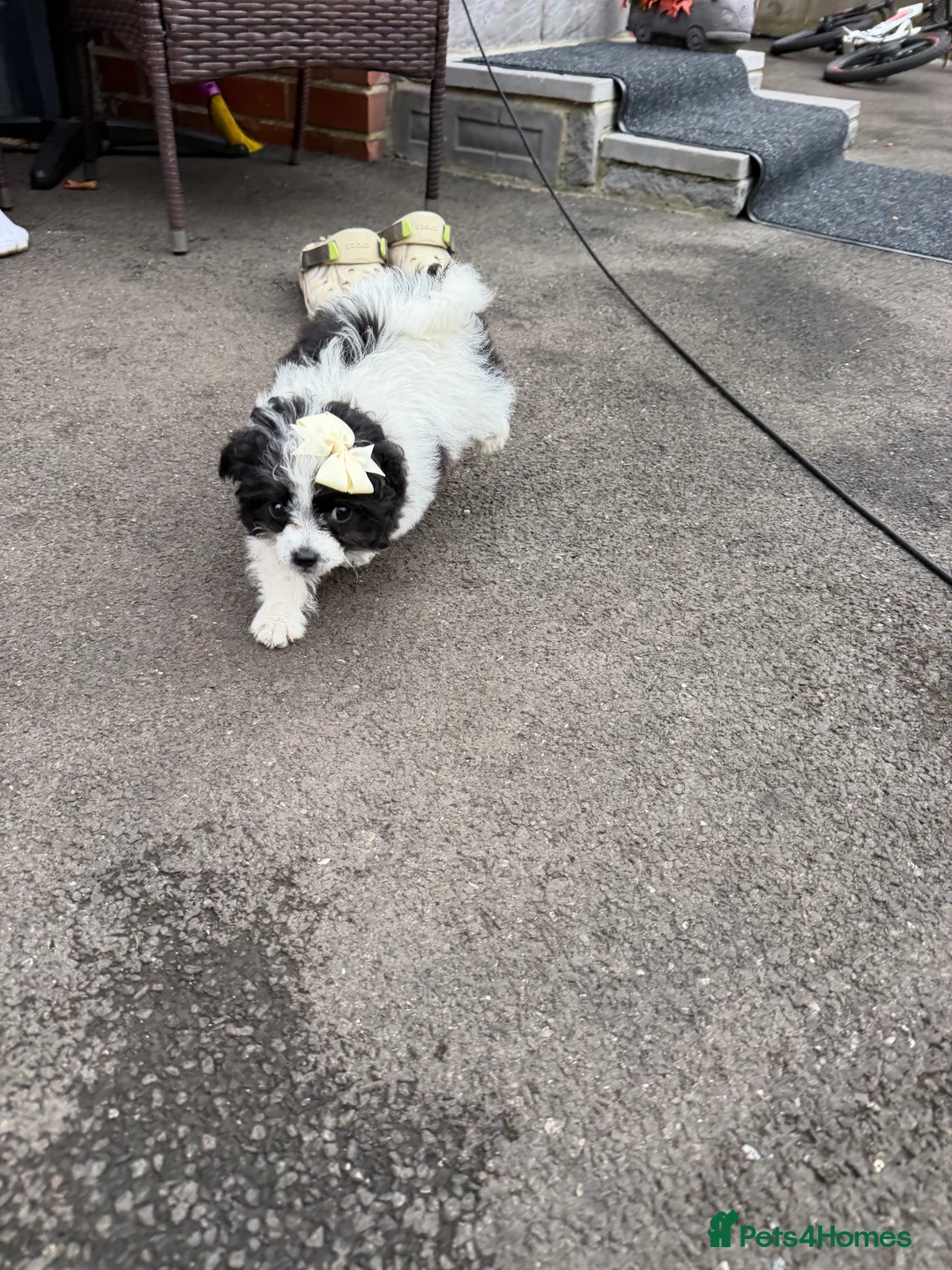 Shih Tzu dogs for sale: Shitzu Puppie for sale  - Advert 1