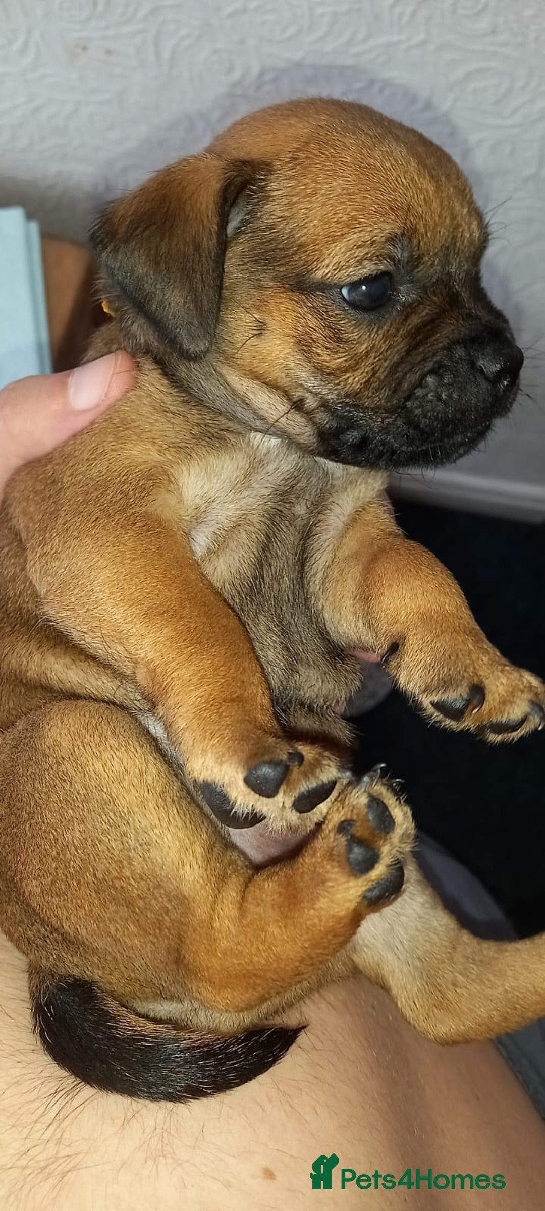 Patterdale Terrier dogs for sale: PATTERDALE TERRIER SMOOTH HAIRED MOTHER  - Image 28