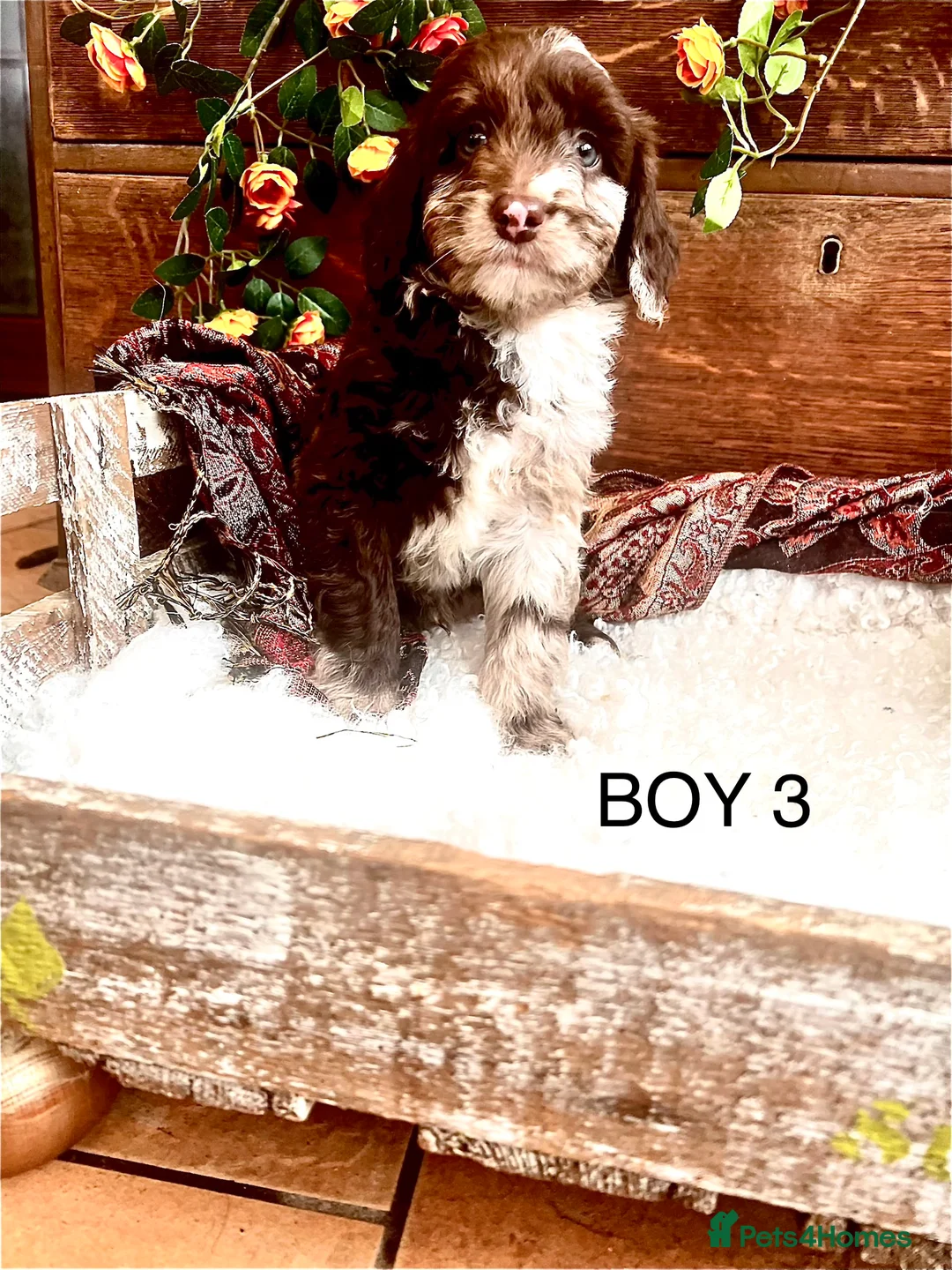 Sproodle dogs for sale: Chocolate Sproodle Puppies rare Merle  - Advert 25